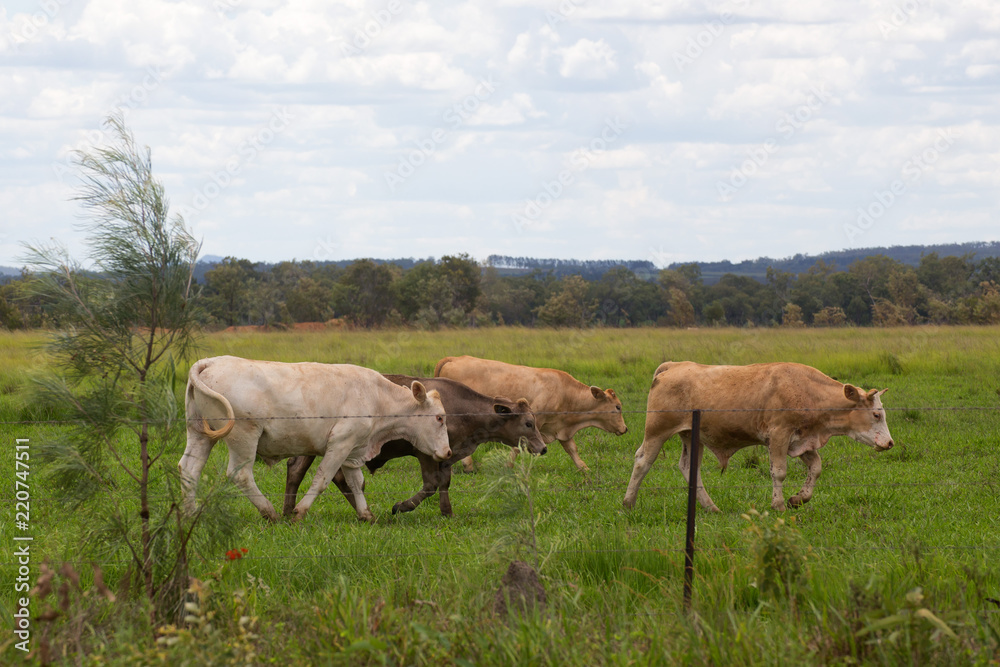 Cattle walking in a field on the Atherton Tableland in Queensland, Australia
