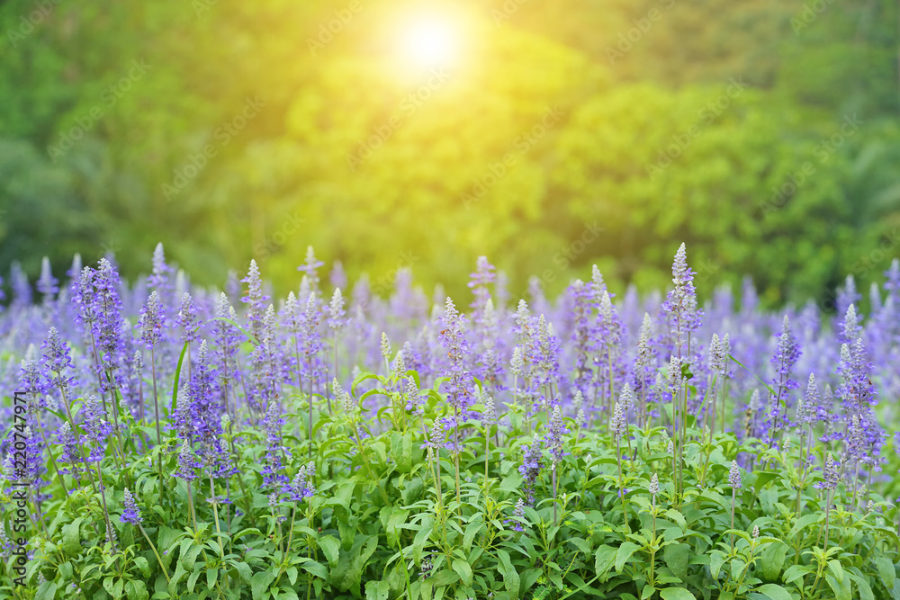 Obraz premium Beautiful landscape of lavender purple flowers on field with soft light and select focus in the morning in eastern of Thailand
