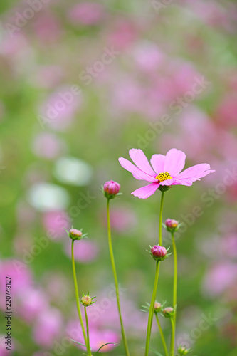 Select focus of cosmos flowers blooming in the garden, Nature background © isarescheewin
