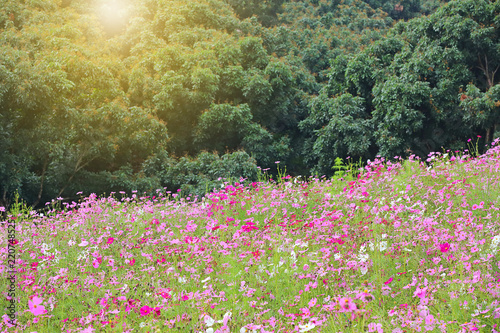 Select focus of cosmos flowers blooming in the garden with soft light  Nature background