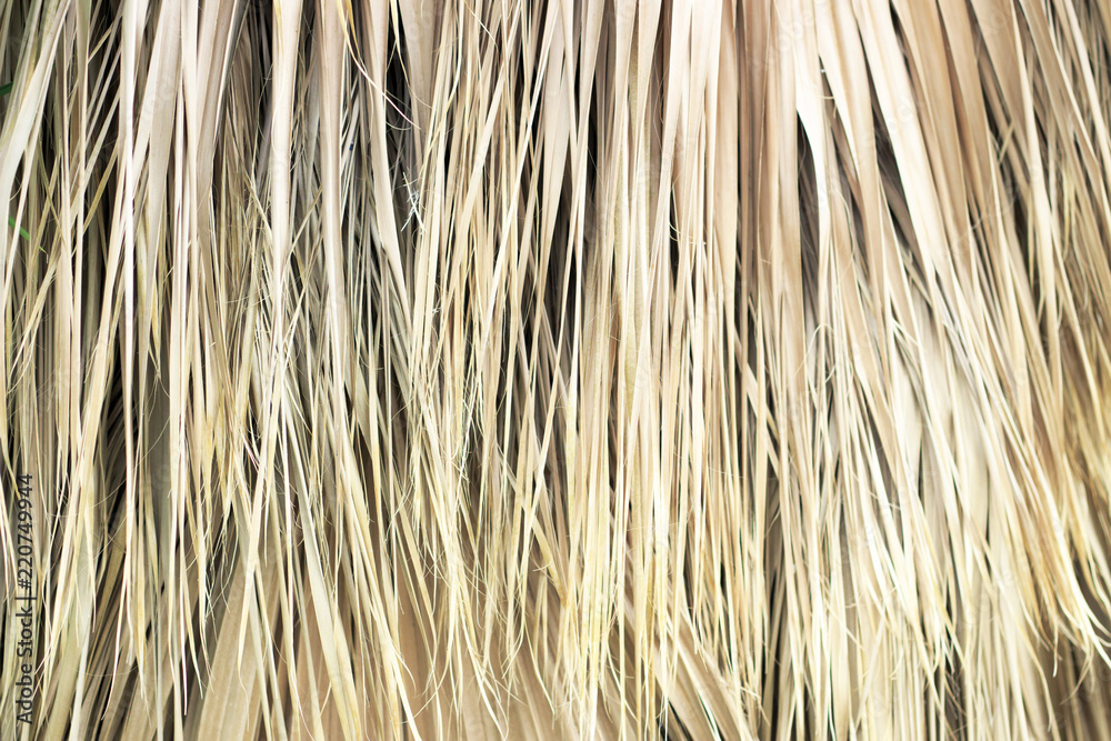 Dry palm leaves close-up, texture, background Dry palm leaves close-up, texture, background