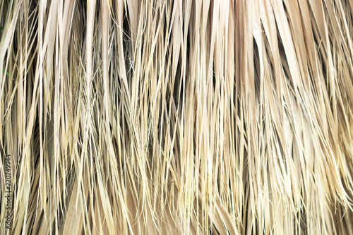 Dry palm leaves close-up, texture, background photo