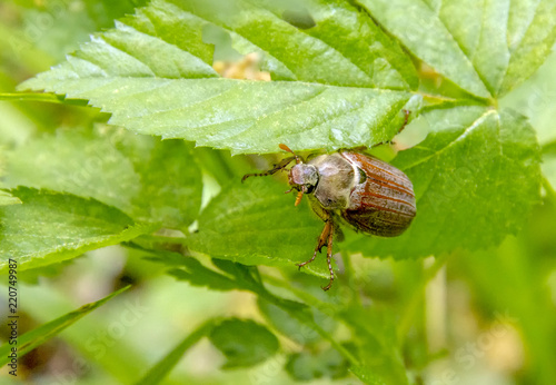 may beetle sitting on a twig