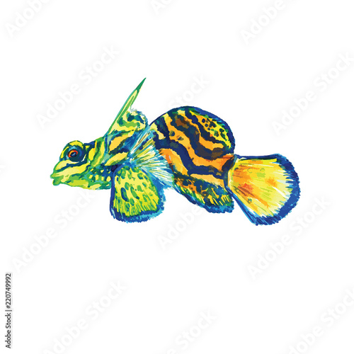 Mandarin fish (Synchiropus splendidus, the mandarinfish or mandarin dragonet), hand painted watercolor vector illustration