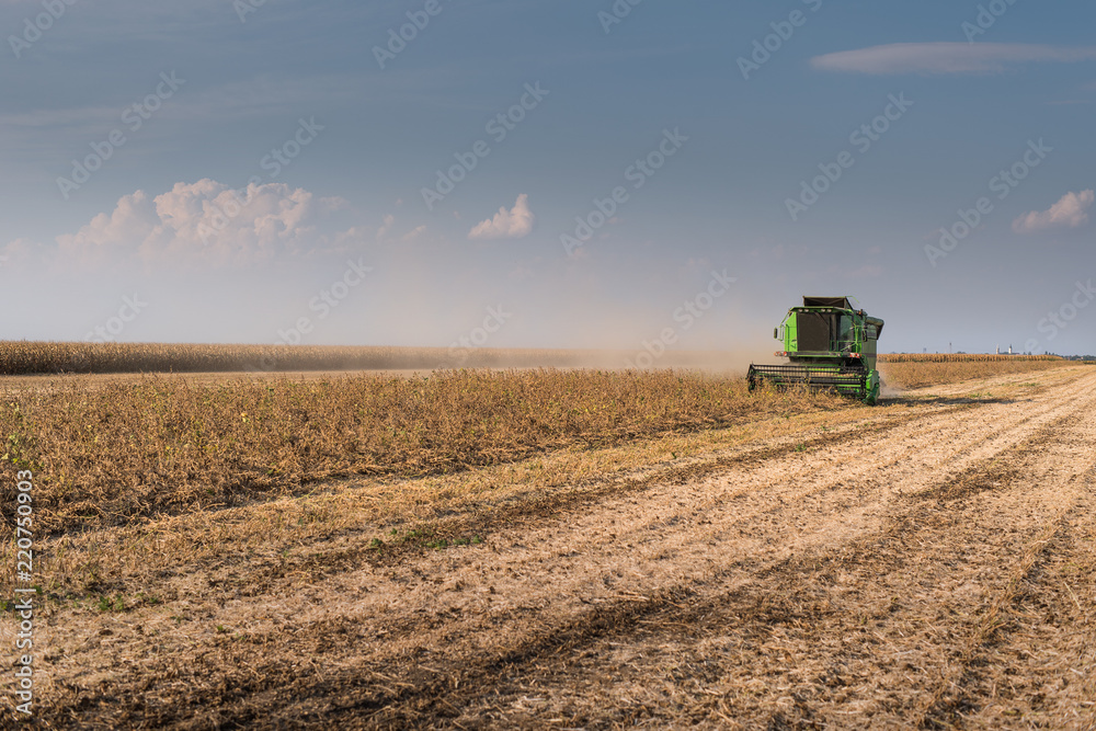 Fototapeta premium Harvesting of soybean field with combine