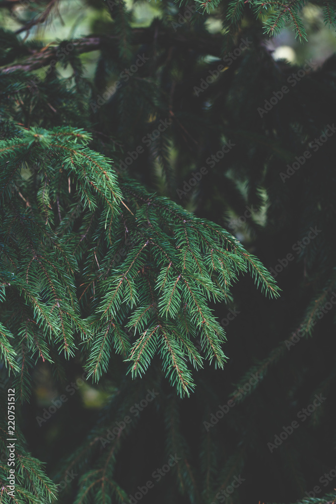 Spruce in a forest. Nature background, close up, dark faded toned.