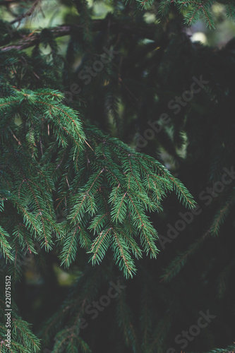 Spruce in a forest. Nature background  close up  dark faded toned.