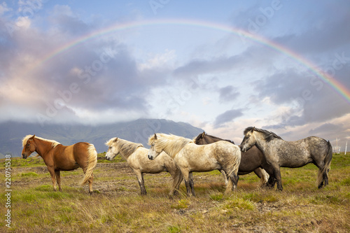 Fototapeta Naklejka Na Ścianę i Meble -  group of horses while grazing in the iceland plain