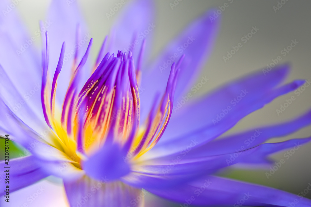 Macro pollen of purple lotus.