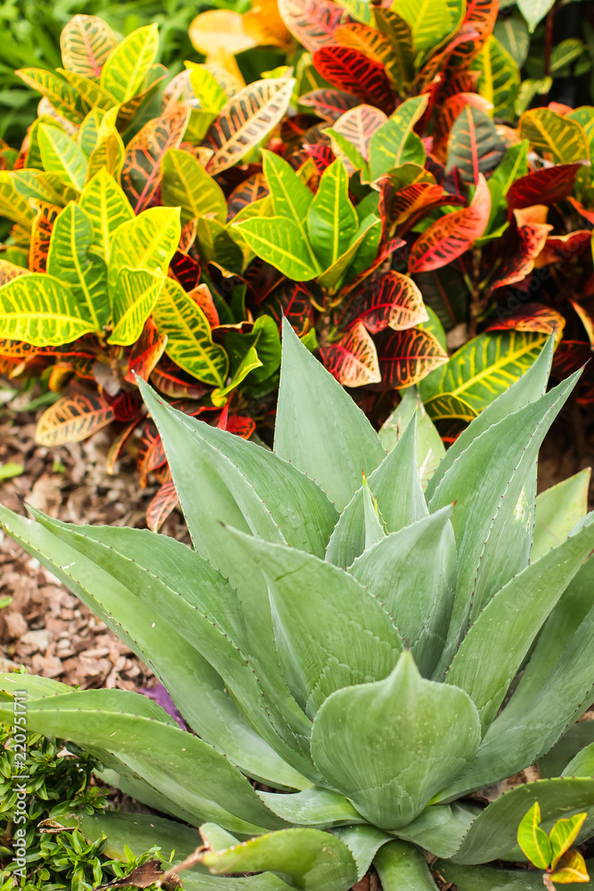 Obraz premium Aloe vera is tropical green plants tolerate hot weather. A close up of green leaves, aloe vera in park at daytime
