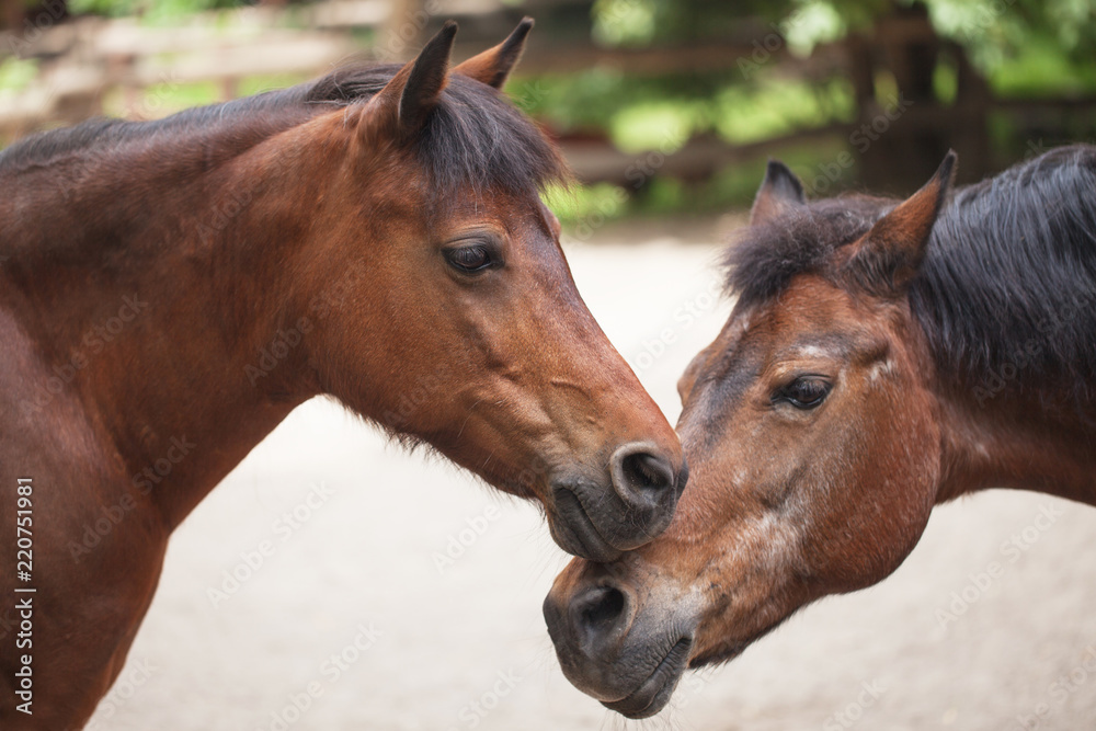 two horses stand