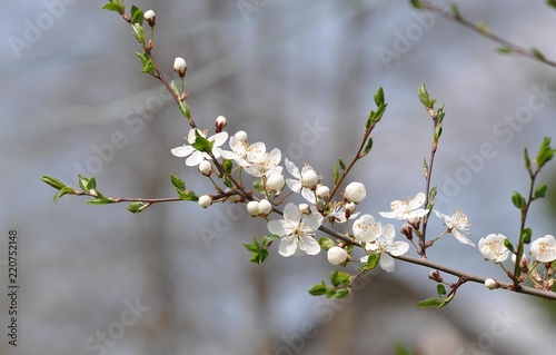 Blüte der Kirschpflaume
