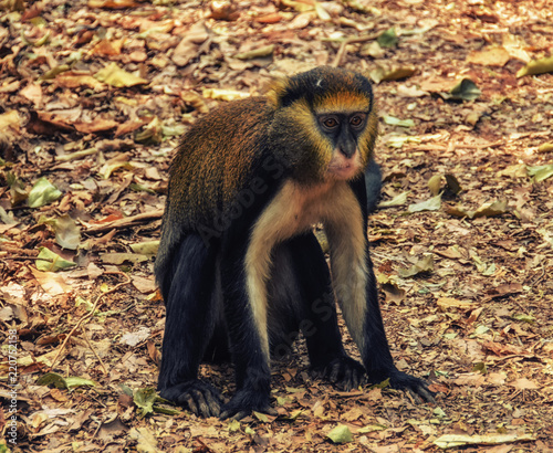 Monkey portrait (Cercopithecus mona) in Ghana photo