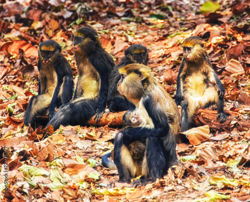 Monkey portrait (Cercopithecus mona) in Ghana photo