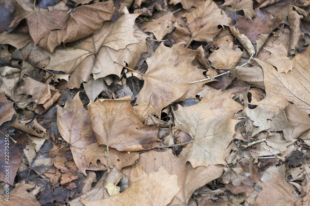 Fallen autumn Brown old maple leaves Fallen autumn Brown old maple leaves