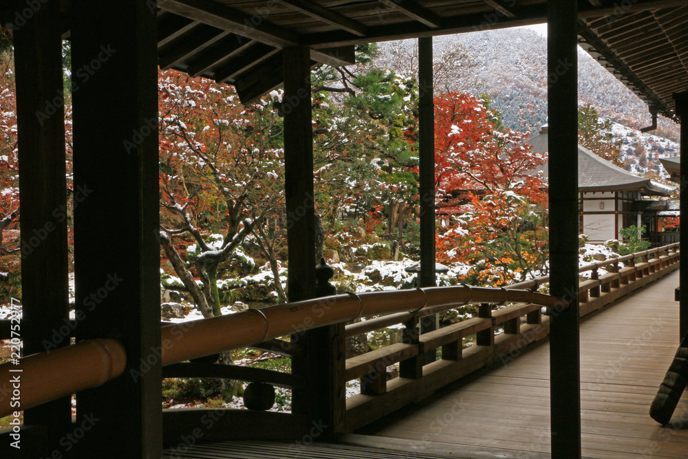 Fototapeta premium 紅葉