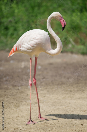 beautiful pink flamingo