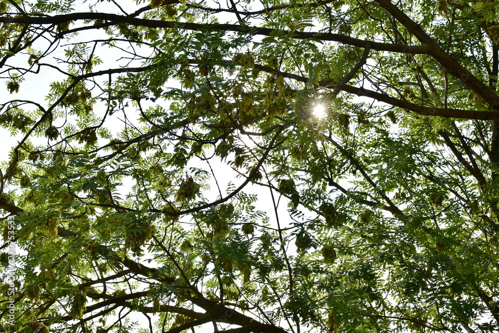Fototapeta premium the rays of the sun shining through the leaves