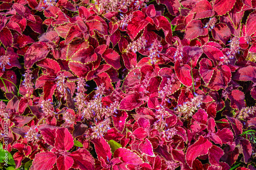 Ground-cover floral carpet of red leaves of the garden koleus photo