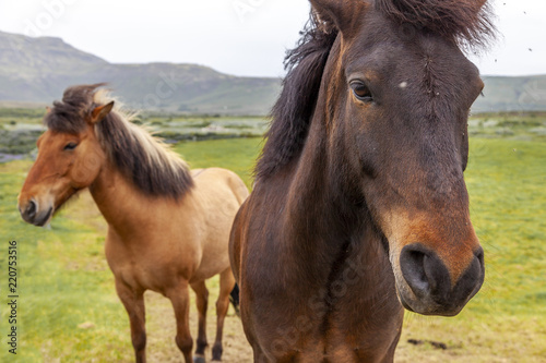 group of horses while grazing in the iceland plain © Marino Bocelli