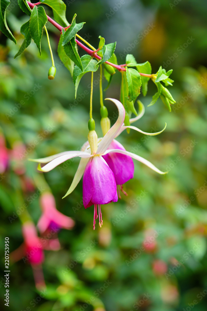 Beautiful fuchsia flowers in the garden Beautiful fuchsia flowers in the garden