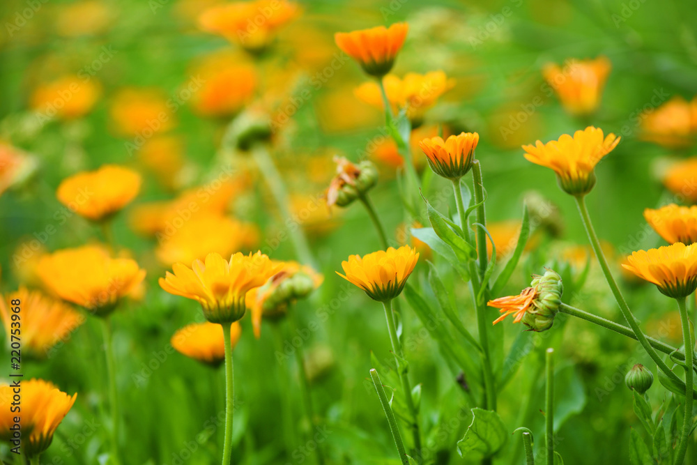 Bright summer background with blooming flowers calendula officinalis in summer garden