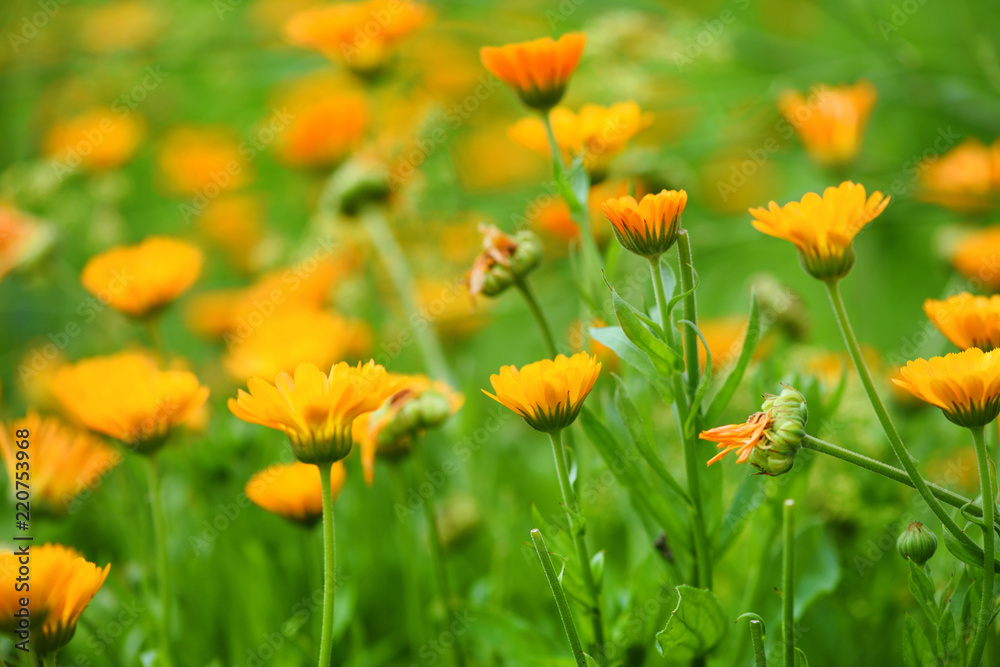 Bright summer background with blooming flowers calendula officinalis in summer garden Bright summer background with blooming flowers calendula officinalis in summer garden