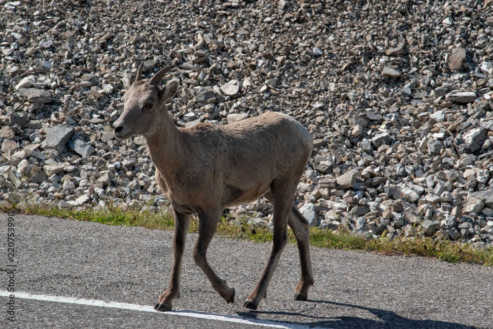 Mountains Goat (oreamnos americanus) also known as the Rocky Mountain Goat is a large hoofed mammal endemic to North America. Mountains Goat (oreamnos americanus) also known as the Rocky Mountain Goat is a large hoofed mammal endemic to North America.