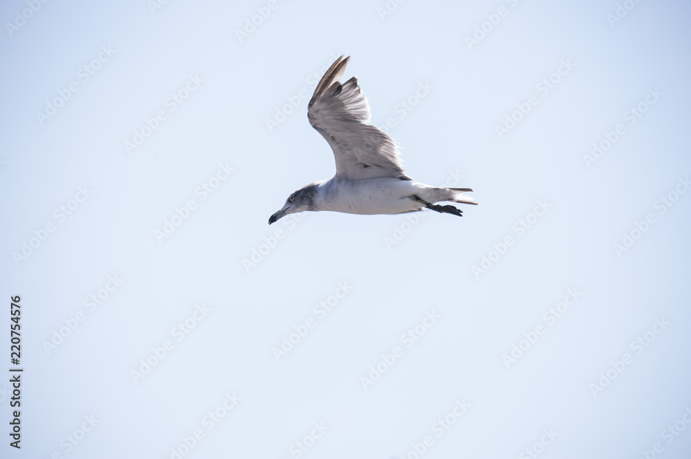 Obraz premium Flying seagull 