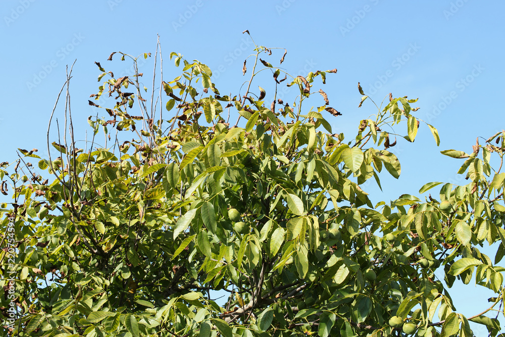 Walnut tree with ripening fruits in front of bright blue sky. 