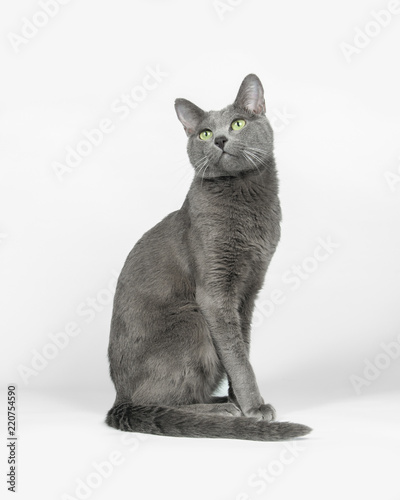 Russian blue cat sitting