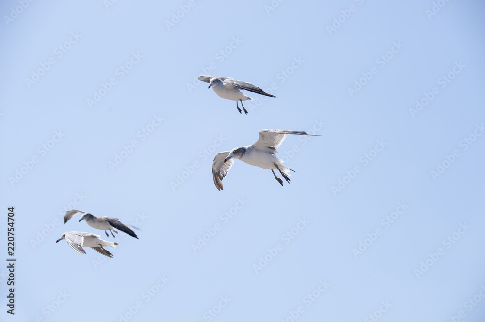 Obraz premium Flying seagull 