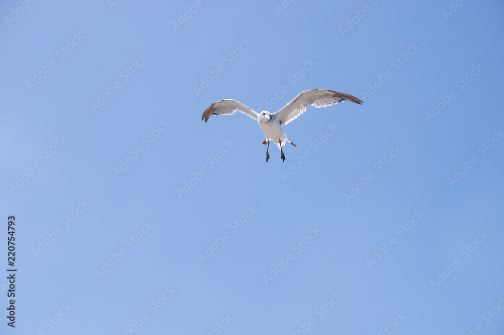Flying seagull Flying seagull