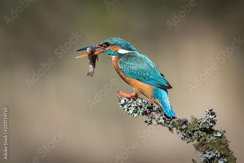 A female kingfisher sits on a lichen covered branch. After a successful div, it has a minnow in its beak. Facing left to right with copy space © alan1951