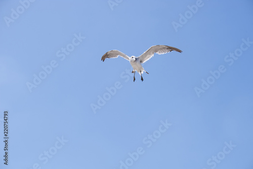 Flying seagull 