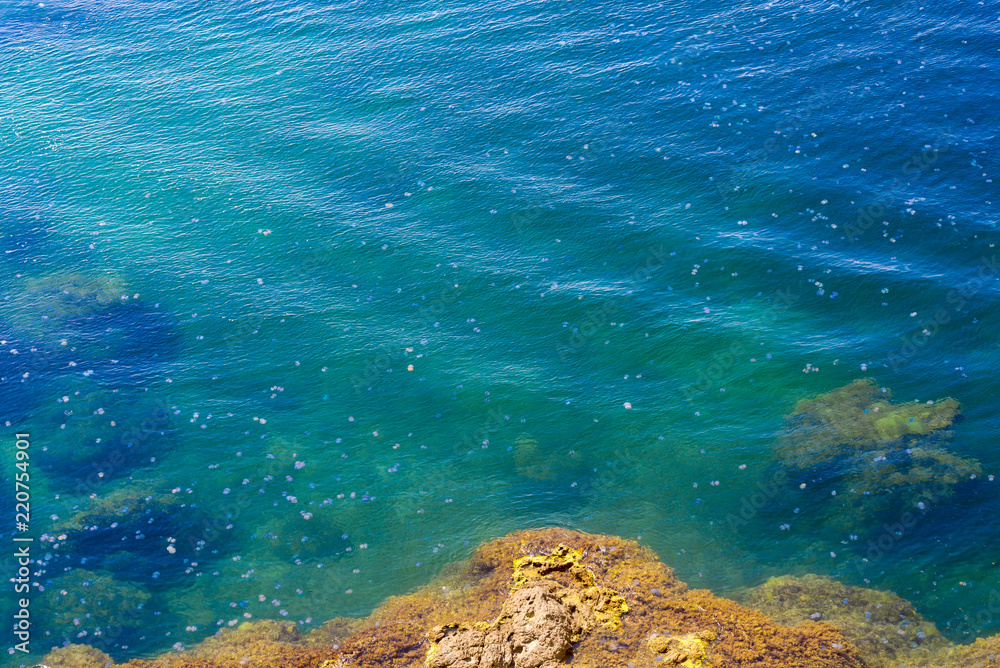 Congestion Millions of jellyfish floating in the sea lagoon as a result of penetration of cold flow. Danger to people swimming Congestion Millions of jellyfish floating in the sea lagoon as a result of penetration of cold flow. Danger to people swimming