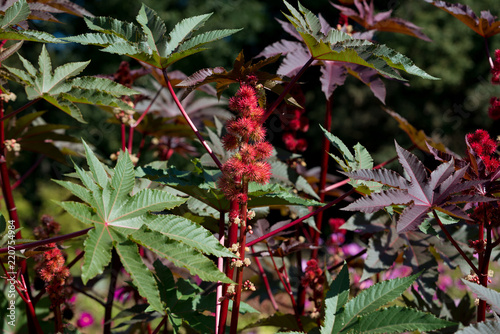 Flower Ricinus communis in garden