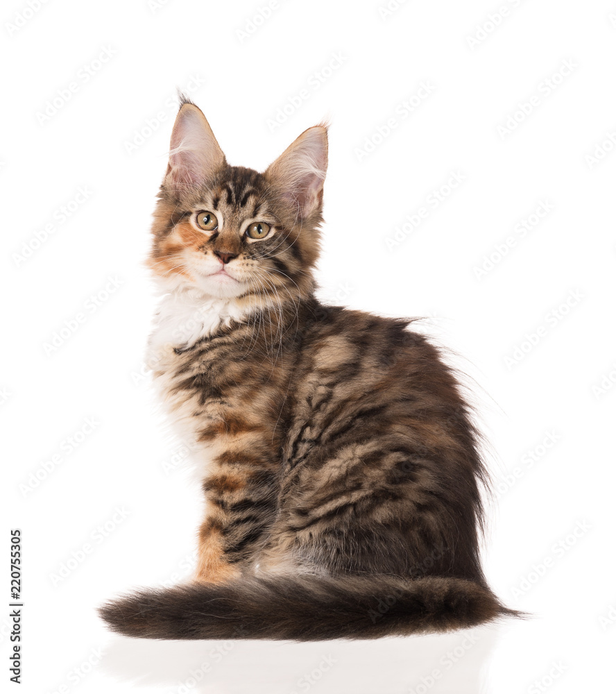 Obraz premium Maine Coon kitten