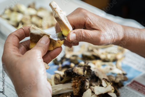 Cleaning of porcini mushrooms: detail on two human hands that eliminate the not good parts of a mushroom with a knife