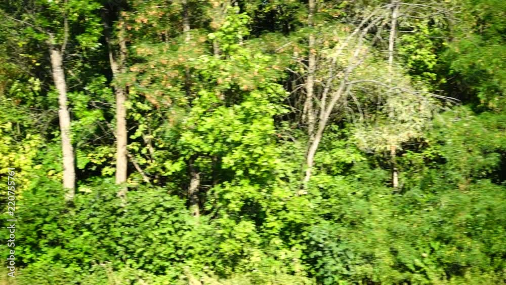 Shooting of the wood. Shooting in the movement. Shooting of the wood. Shooting in the movement.