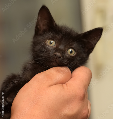 little black kitten photo