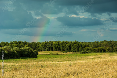Field in front of the forest and rainbow on a cloudy sky