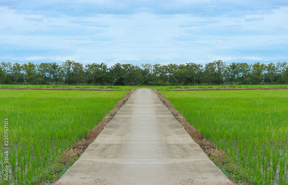 Thai country road among natural green rice fields, trees with blue sky.
