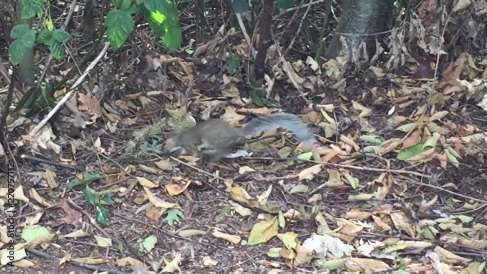Squirrel Foraging