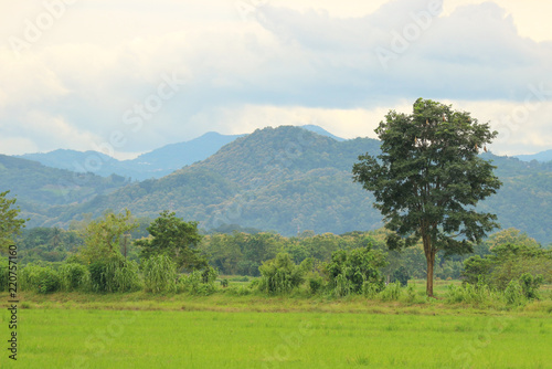 Thai country side view of green field, trees with mountain background.