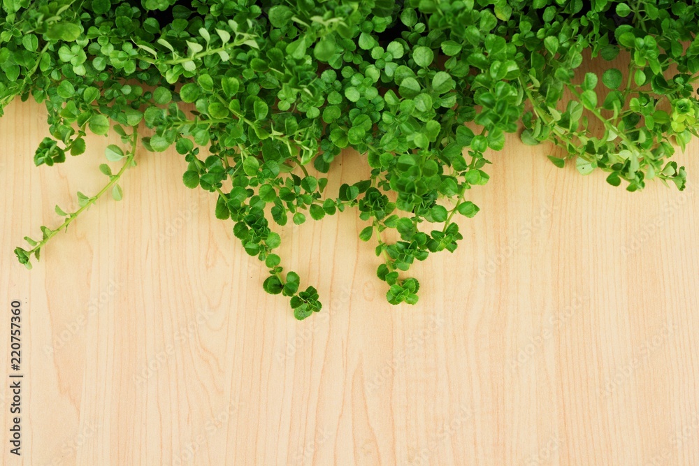 wooden texture and green leaves ivy with space copy background wooden texture and green leaves ivy with space copy background