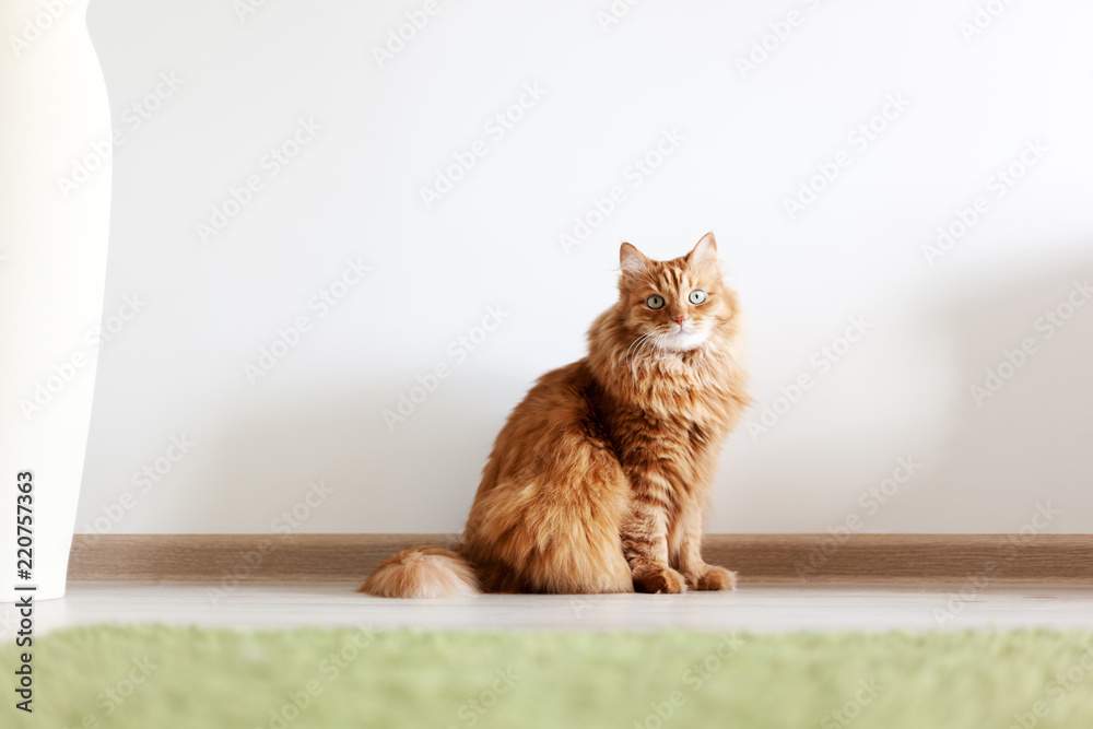 Fototapeta premium Portret zabawny piękny czerwony puszysty kot z zielonymi oczami we wnętrzu, zwierzęta domowe