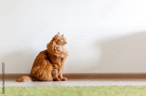 Portret śmieszny piękny czerwony puszysty kot z zielonymi oczami we wnętrzu, zwierzęta domowe