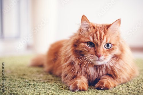 Fototapeta Naklejka Na Ścianę i Meble -  Portrait of a funny beautiful red fluffy cat with green eyes in the interior, pets