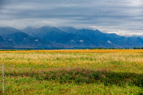 Beautiful field of different colors  view of the mountains